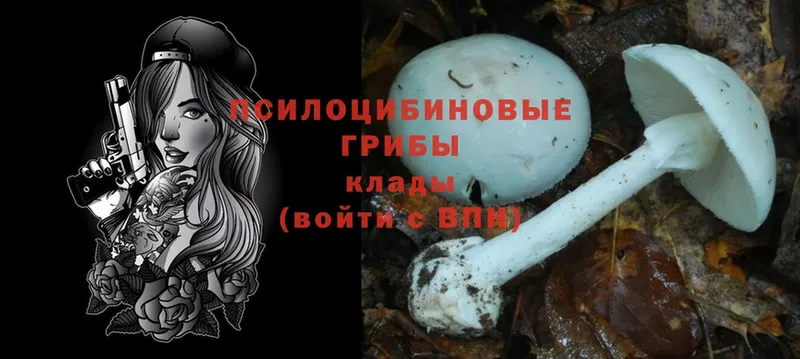 Галлюциногенные грибы Psilocybe  Михайловск 